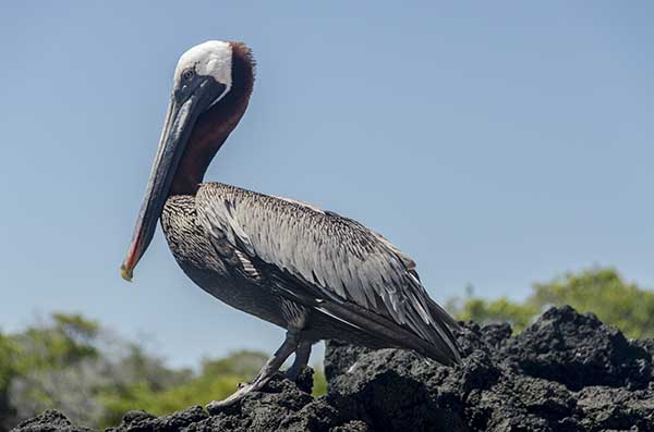 Pelícano - isla Santa Cruz - islas Galápagos - Ecuador 2.jpg